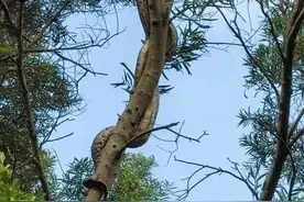 头皮发麻！一公园惊现巨蟒缠树图片