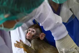 16万元一只猴，药企疯狂“囤猴”，网友：快来峨眉山抓坏猴子图片