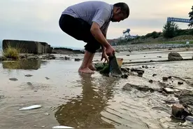 宜昌水位下降，大量刁子鱼搁浅岸边，长江护渔：标志性鱼群出现图片
