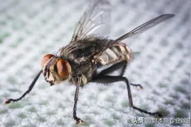 苍蝇—全变态昆虫！了解一下（全）图片