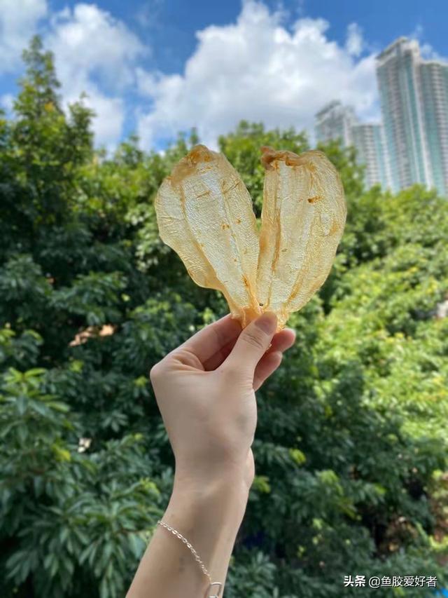 平民的花胶是什么意思 2026年花胶是什么意思啊