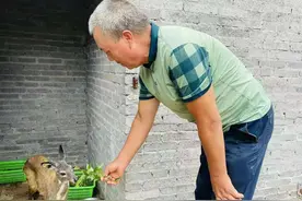 眉县农民深山养40头林麝1年挣28万，身上长1个香囊，1克价值400图片