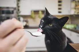 处理常见的猫症状和疾病图片