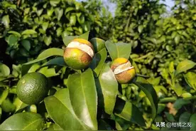 柑橘需要合理的补钙，预防裂果和太阳果不能太依赖图片