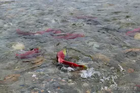 冰岛三文鱼产量达46000吨创纪录，会导致中国三文鱼价格下降吗？图片