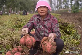 红薯高产并不难，专家给出3个步骤，同时解决地下害虫和旺长困扰图片