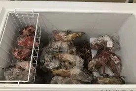 自家山羊被咬死，云南兄弟举枪怒杀大熊猫！70斤肉卖4800元被判刑图片