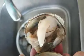 冬天，胶东沿海最著名的10种海鲜，全吃过的肯定是地道胶东人图片