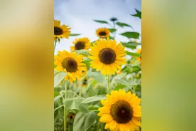 迎着太阳开的“大脸花”，连开100多天图片