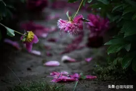南宋词人陆游《卜算子·咏梅》赏析——无意苦争春，一任群芳妒图片