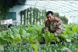 部队种菜员也是威风岗，不用站岗训练，还能随时调用战士干活...图片