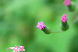 万绿丛中一点红，春天来点野菜：上汤一点红图片