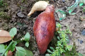 我的榴莲——广西种榴莲记图片