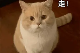 可爱表情包 | 走，出来逛街图片