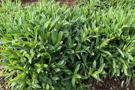 这菜被称为“金不换”，比韭菜香，比荠菜鲜，蒸包子，好吃又下火图片