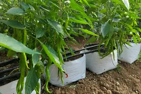 冬季用袋子种植瓜果，要想提高根系温度，覆盖地膜有技巧图片