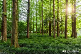 广西一年内60多个县启动了国储林项目，发现了什么财富密码图片