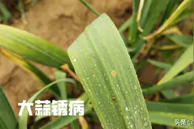 草木灰治大蒜锈病吗？看完就明白了图片