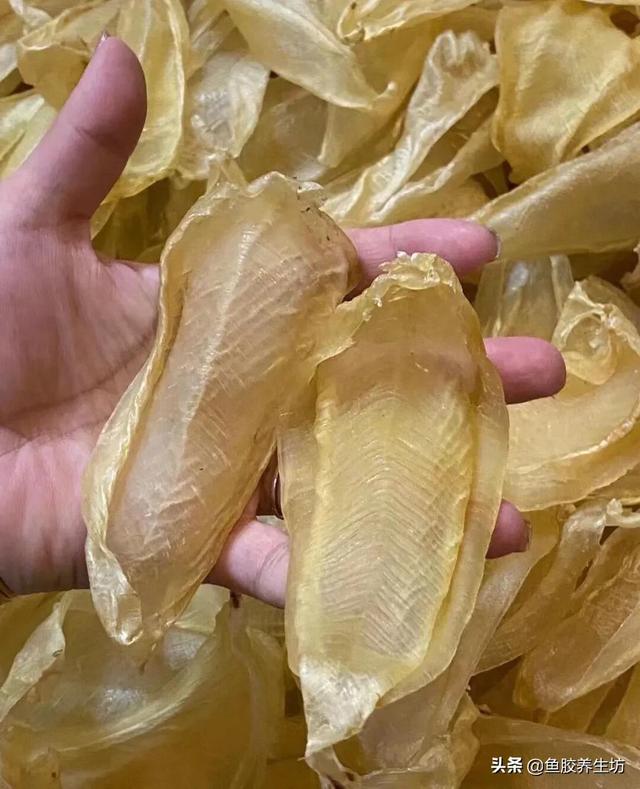 白花胶的功效 2026年巴基斯坦白花胶的功效