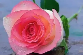 各种花卉植物养的真好，百花争艳，千姿百态图片