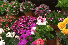 7种花，夏天飞速长，一周长满盆，半月就爆花图片