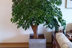 5种花，再喜欢也别养在家里，汁液有毒香味浓郁，你家养了几种？图片