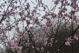道沟峪内来觅春 葫芦岔中花正艳图片