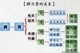 肾精生于脾，藏于肾，发于阳气，中医一个妙招帮你补肾填精图片