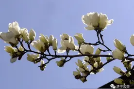 济宁春日赏花模式开启，收好这份公交出行攻略图片