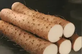 每日一味中药——山药图片