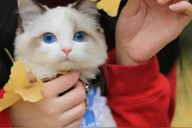 有人说不要轻易养“布偶猫”，因为这几点，太“烦人”图片