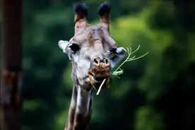 章鱼、鱿鱼和螃蟹有感情吗？图片