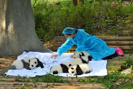 大熊猫逆袭，从濒危到易危，奇迹是如何发生的？图片