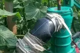 黄瓜浇水有“学问”，正确应用助高产图片