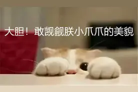 猫咪模仿秀：每吃掉一个山竹，就有一个猫猫jio jio从世界上消失图片
