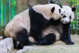 公熊猫“思念”cos待产母熊猫骗吃？园方：写下“黑历史”是好玩图片
