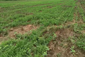 大豆田除草有技巧，试试这个小配方，除草干净彻底又安全图片