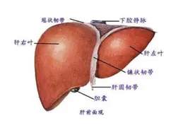 感觉心里胆怯恐惧，考虑仁熟散图片