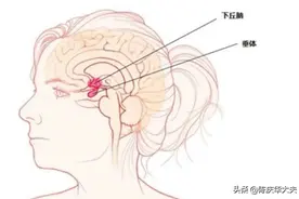 促黄体生成素高了低了都很讨厌图片