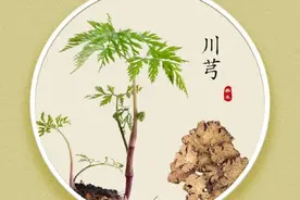 血中之气药：“川芎”的灵活运用图片