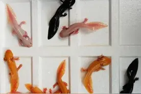 广州海关截获“六角恐龙”，花鸟市场50元6条，难道是濒危物种？图片