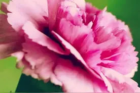 壁纸：送给妈妈的花康乃馨图片
