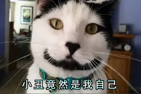 过来人劝告，千万别养奶牛猫图片