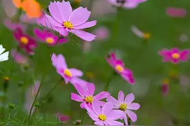分享图片——美丽的格桑花集锦图片