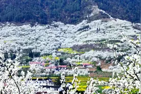 万亩李花绽放如“雪” 渝北统景印盒邀市民赏景游玩图片