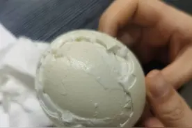 稀奇！鹅蛋中竟藏着一枚“蛋中蛋”图片