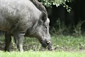 野猪挺着獠牙和金钱豹“杠上”了！结果金钱豹却从树上逃走了图片