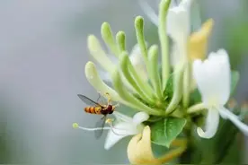 中药功效大全:清热解毒药图片