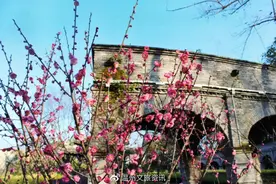 暗香浮动！温州这些地方梅花正开，错过再等一年！图片