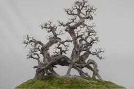 制作雀梅盆景，不会用蓄枝技法？揭晓4点技巧，缩短造型时间图片